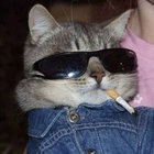 intrepid_wolf thumbnail