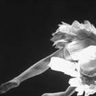 Onze danses pour combattre la migraine | Aksak Maboul