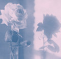 White Poppy photo