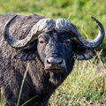 Buffalo of Buffalo 001-050 | Buffalo of Buffalo
