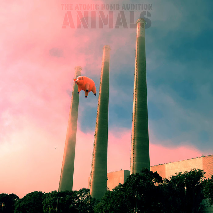 Animals (Live in San Francisco) | The Atomic Bomb Audition