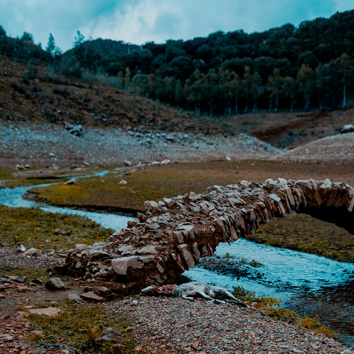 Quercia - mentre i monsoni curano e scuotono l'erba rimasta,