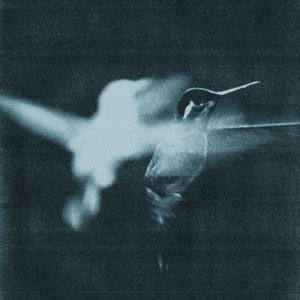 Wings of Desire — stand still like the hummingbird