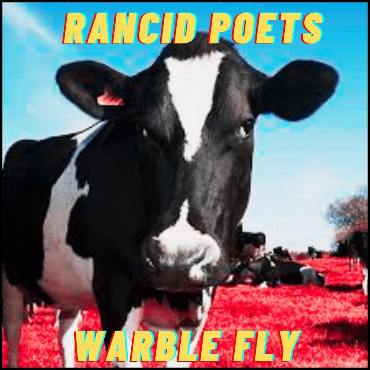 Warble Fly