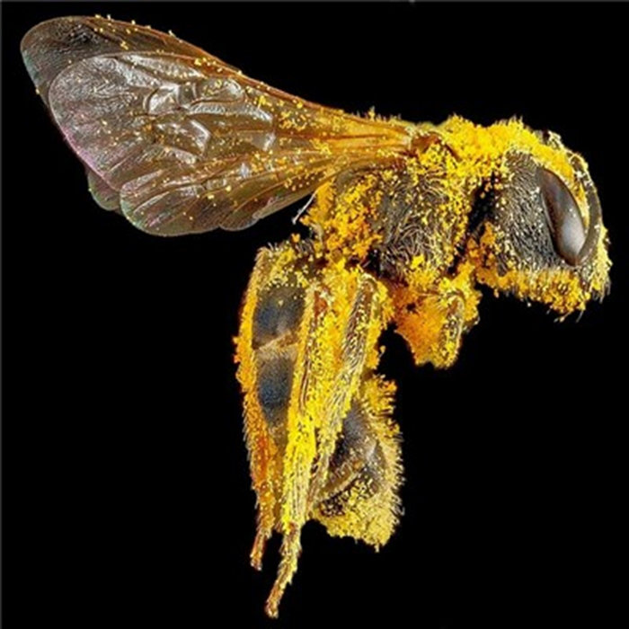 Bug Catcher Dosis Letalis | Bug Catcher