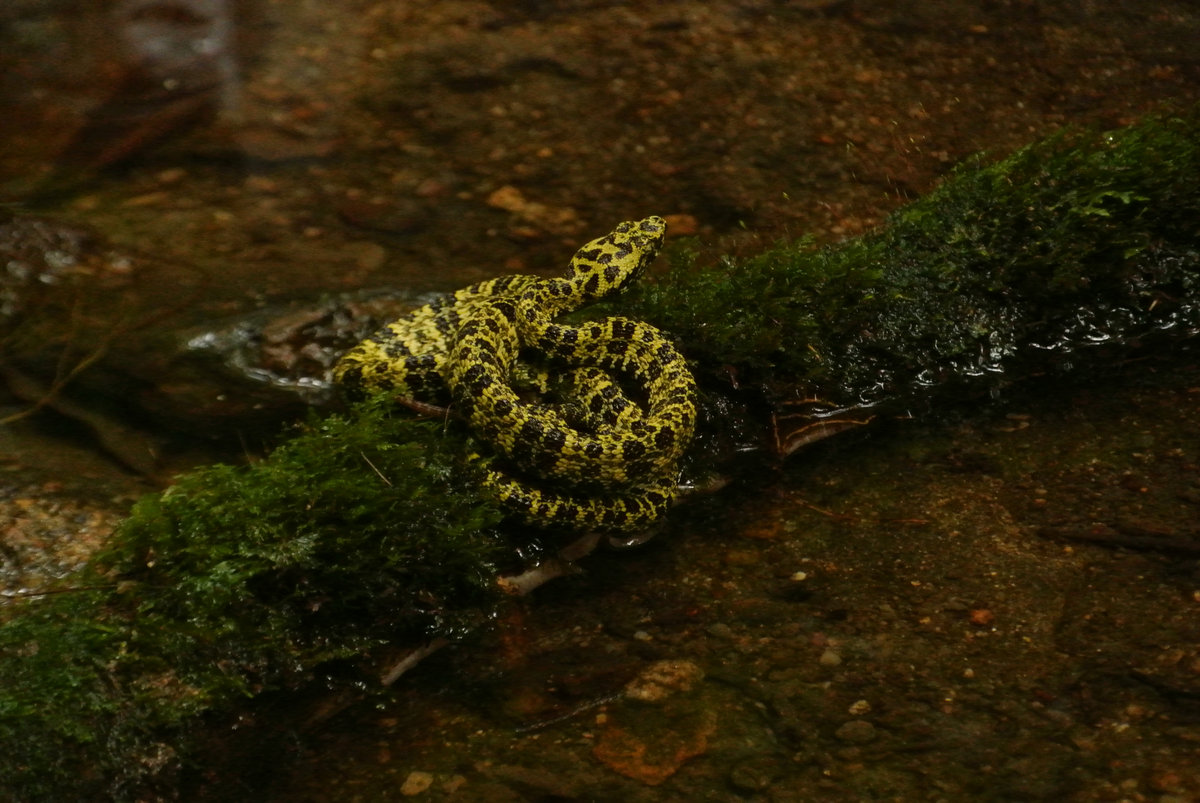 Sumak Kawsay in Situ (Ambiental) Víctor Capulí