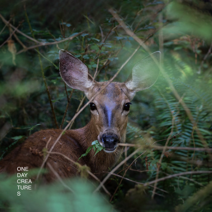 ONE DAY CREATURES | ONE DAY CREATURES