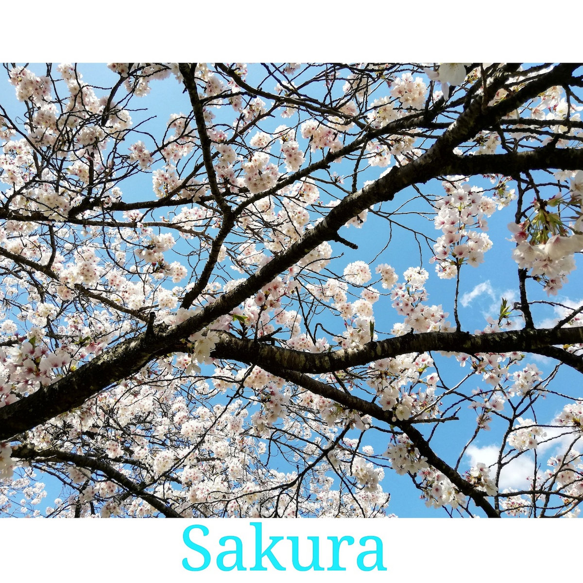 Sakura | Michiru Aoyama