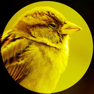 Birdhandrum cover