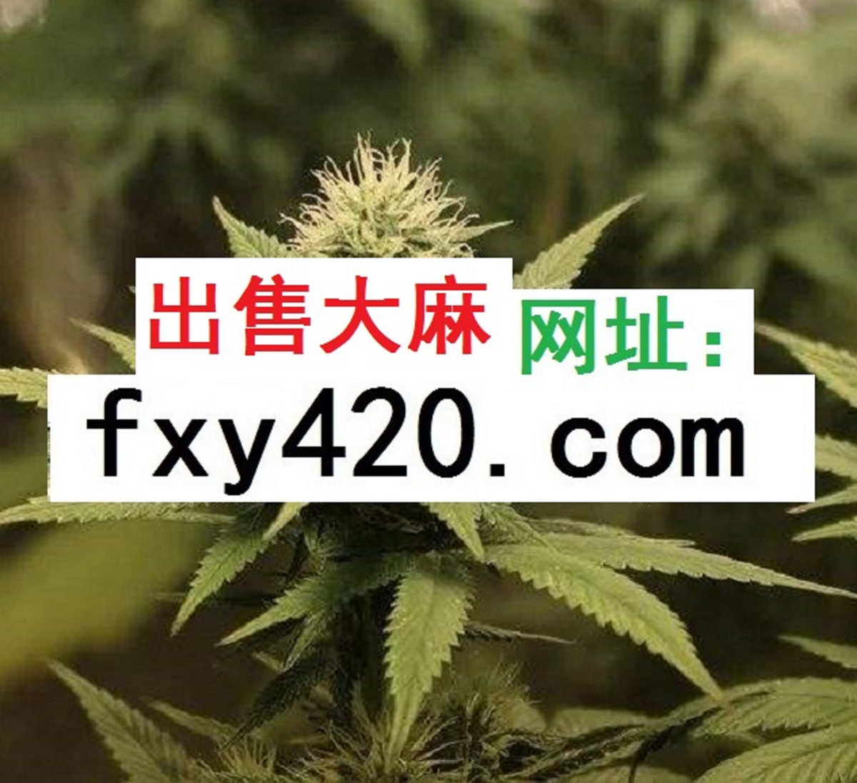 滨州大麻怎么能买到 出售大麻 滨州大麻怎么能买到 出售大麻
