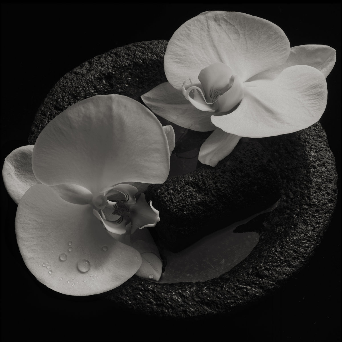 Resultado de imagen de Mike Patton & Jean Claude Vannier - Corpse Flower