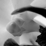 Twilight Of Perception 9