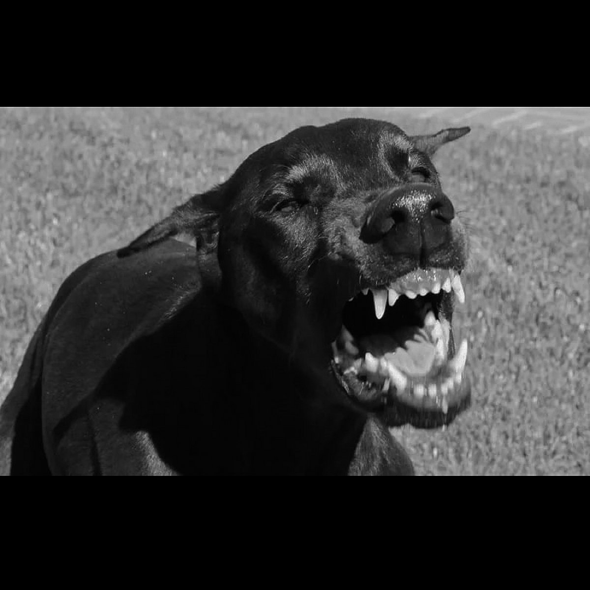 Crazy Dream SBR Globus