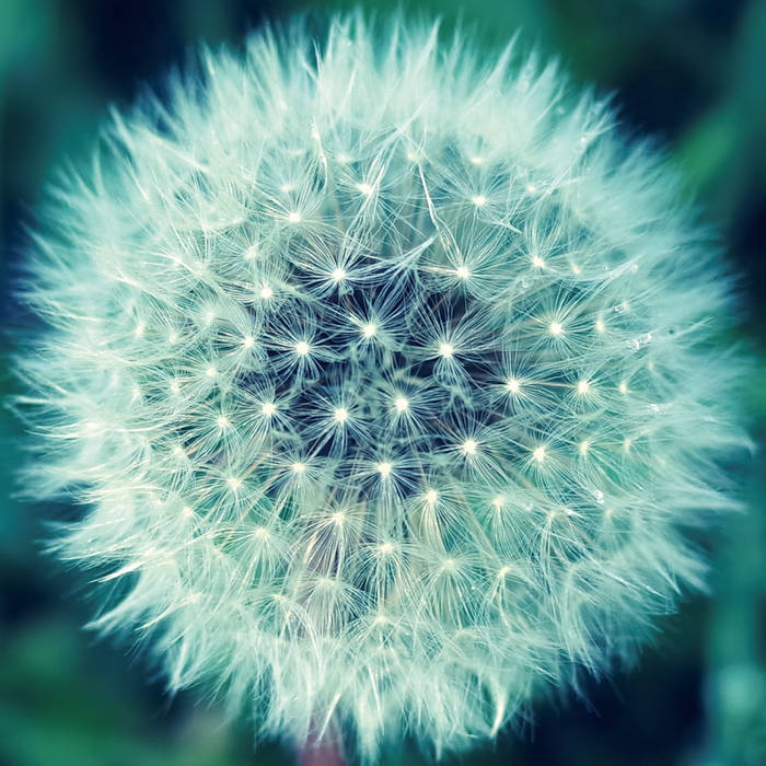 Utsusemi (うつせみ) | Yoshio Machida | Amorfon