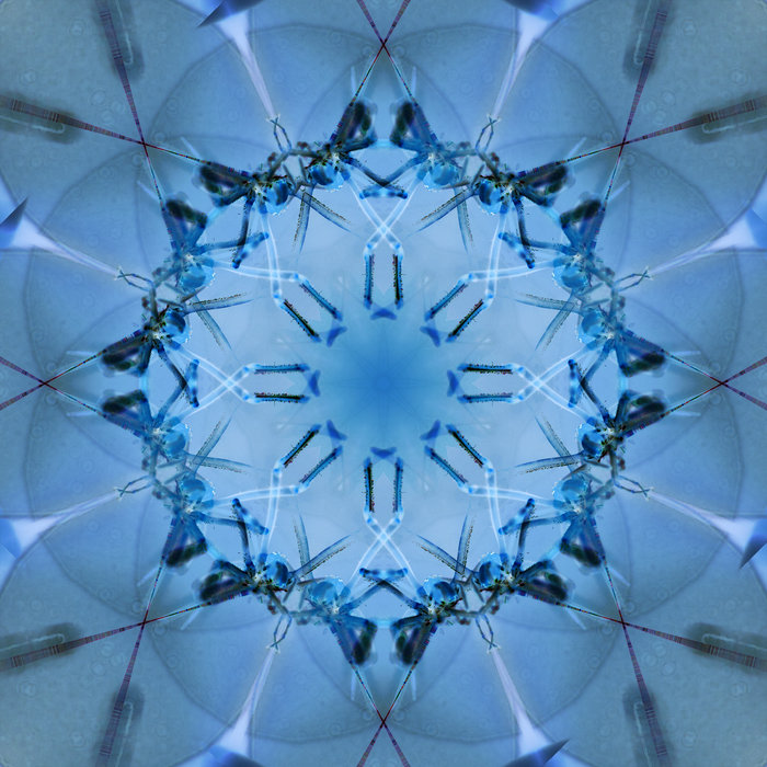 Spider Matrix [single] | DTime