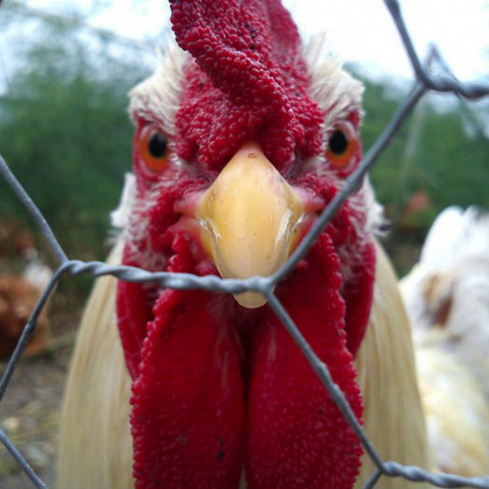 What To Do With Unwanted Roosters Cackle Hatchery