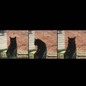 Kill The Cat cover