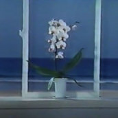 desert sand feels warm at night - 水に流す (2019)