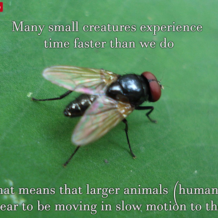 The smallest creature. Морские многощетинковые черви. Reboot слово жизни картинки. Маленькие существа в воде. Moonshine wow classic.