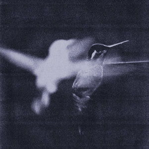 Wings of Desire — Just to Survive