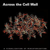 Across the Cell Wall
