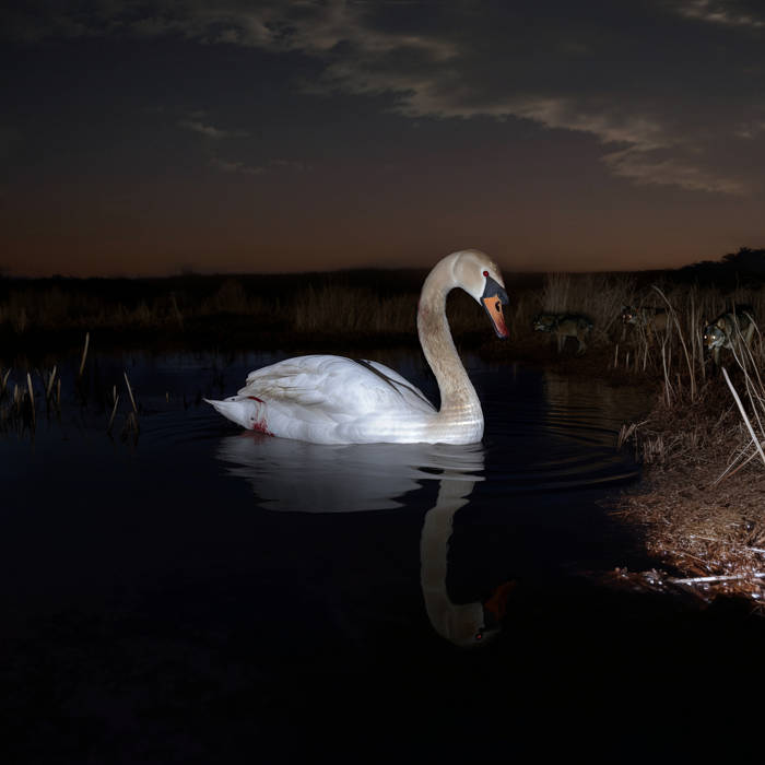 Is Peace Wild?
von Ludwig Wandinger