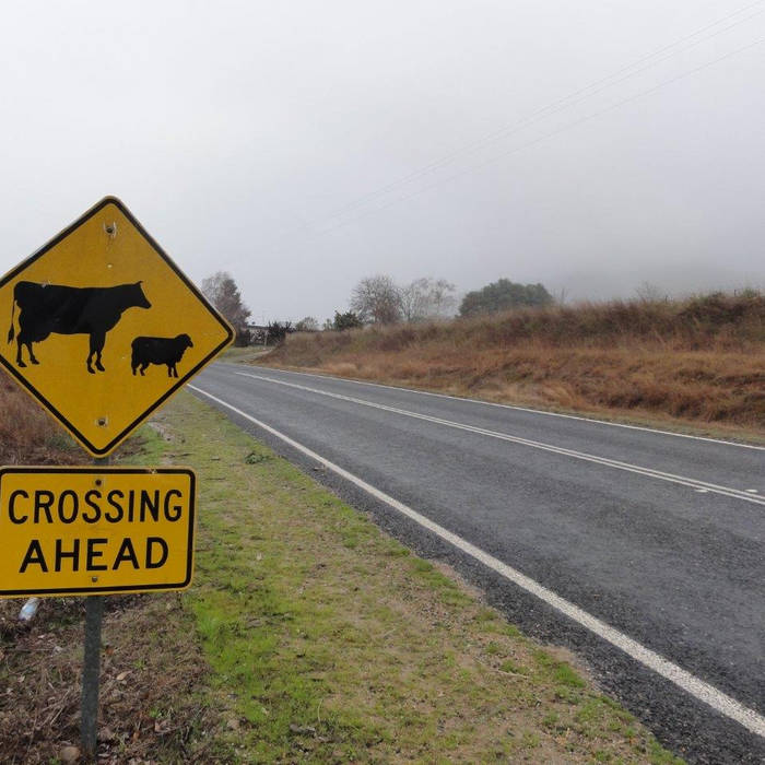 Big Cow Little Cow The Lawnton Bowls Club