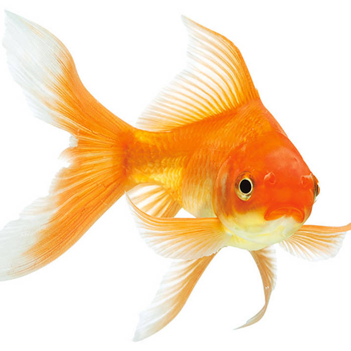 Comme Un Poisson Rouge Titi