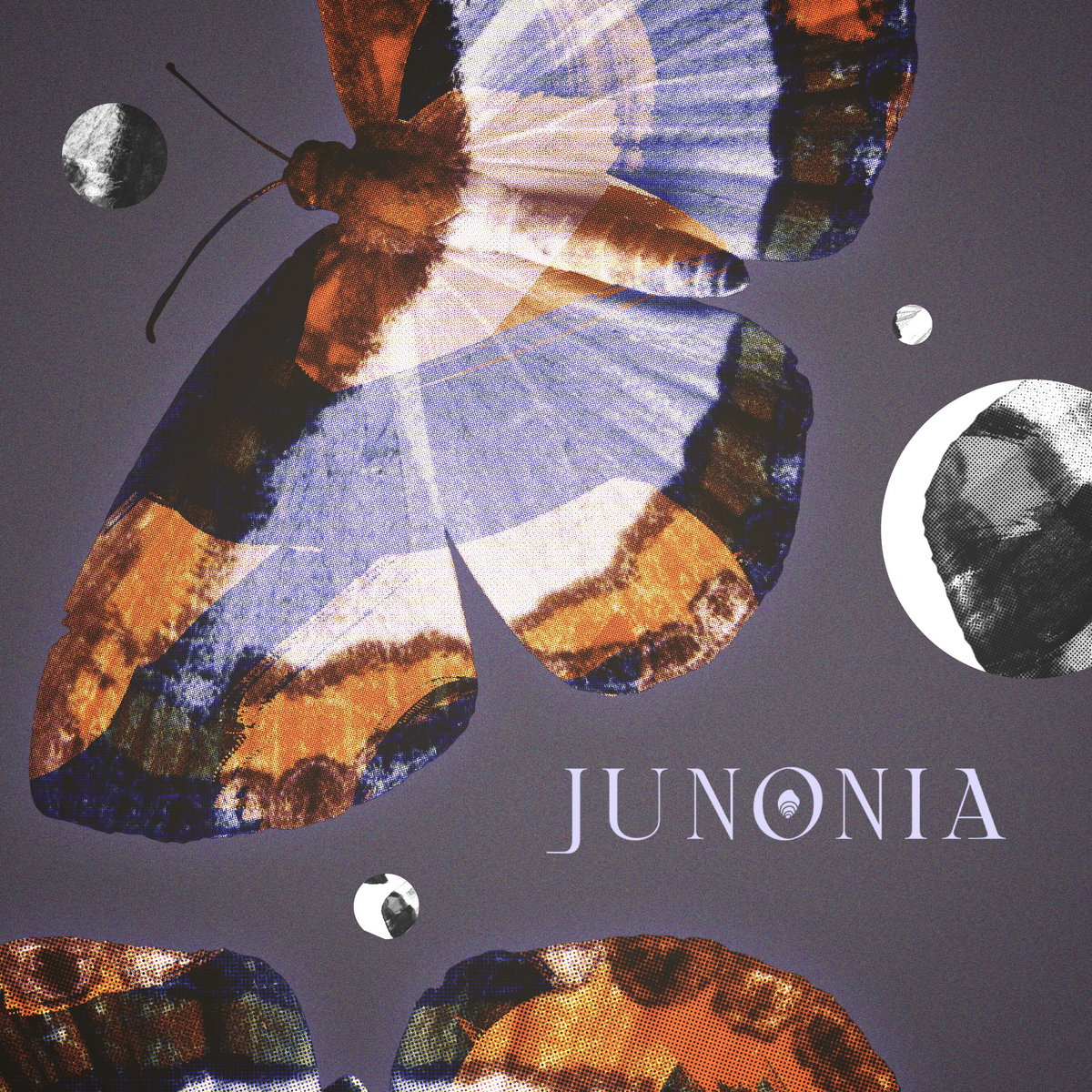 Junonia