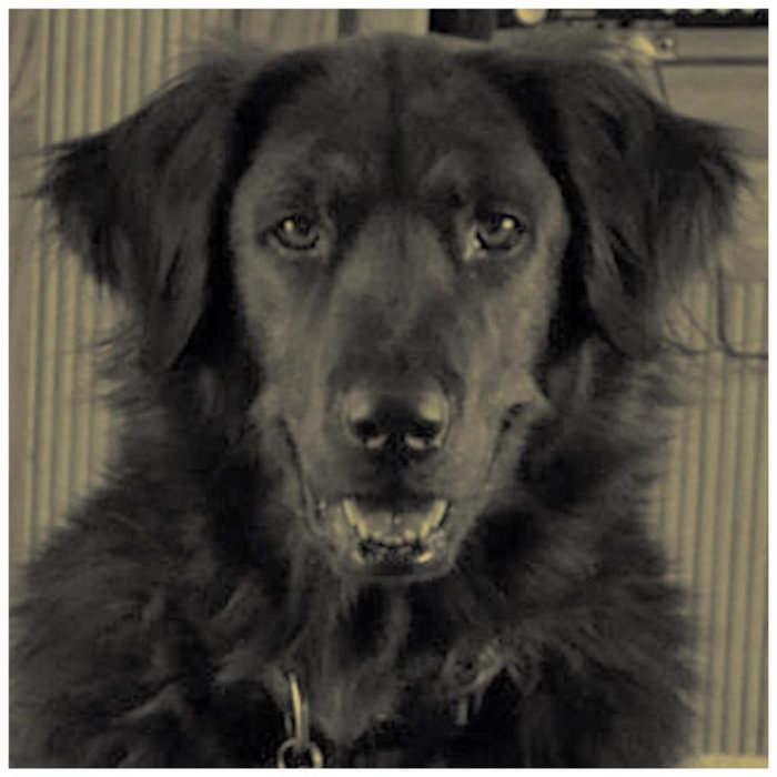 Wild Dogs — Photo