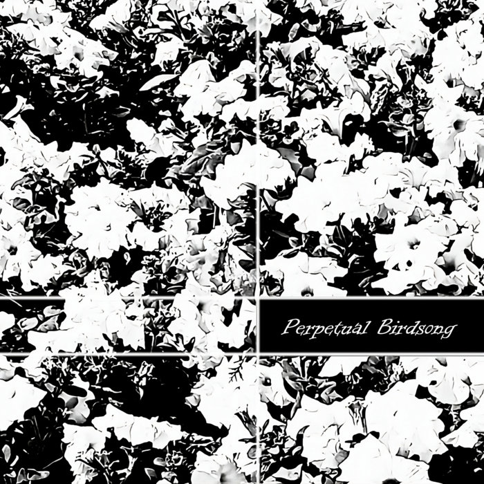 Cacophony | Perpetual