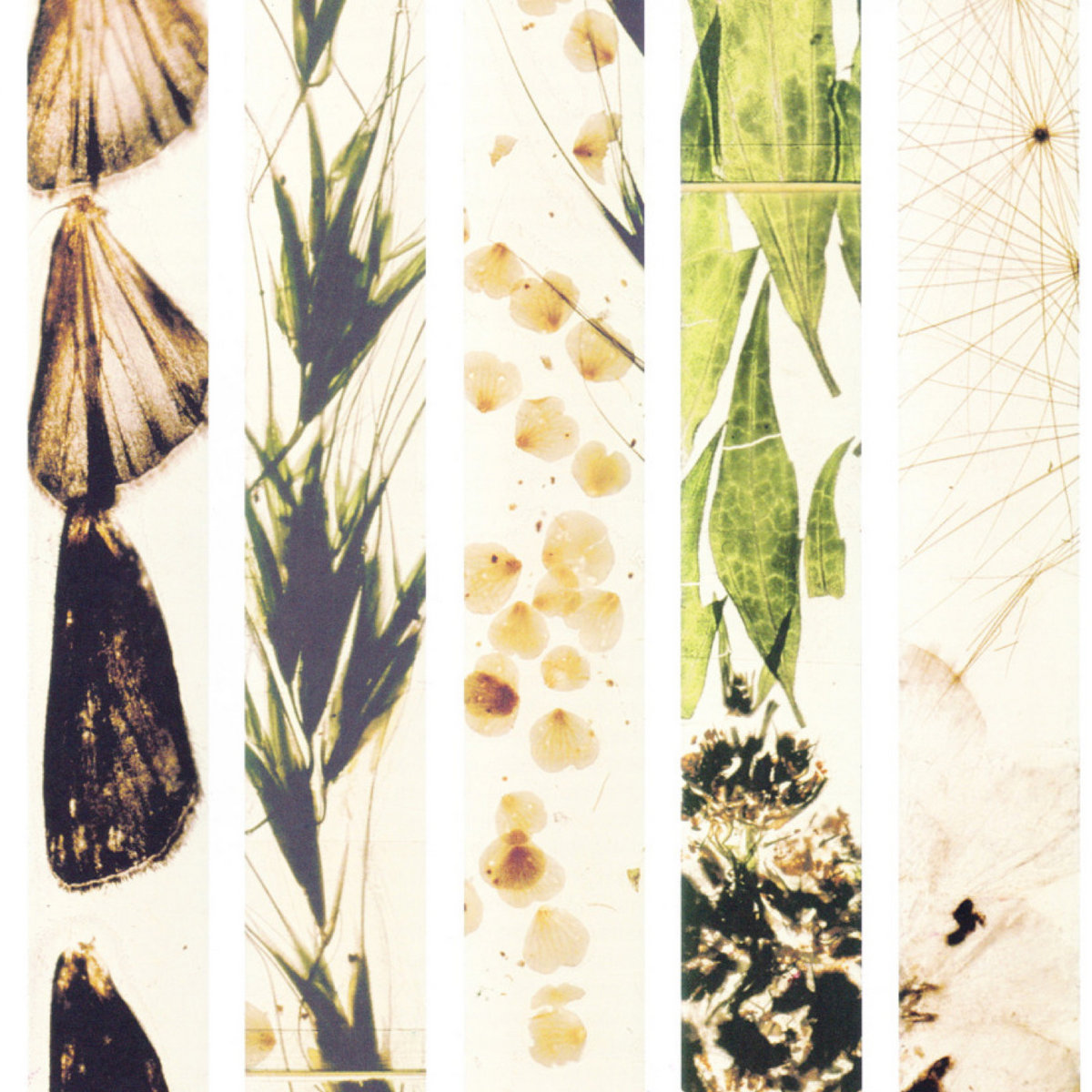 Image result for mothlight