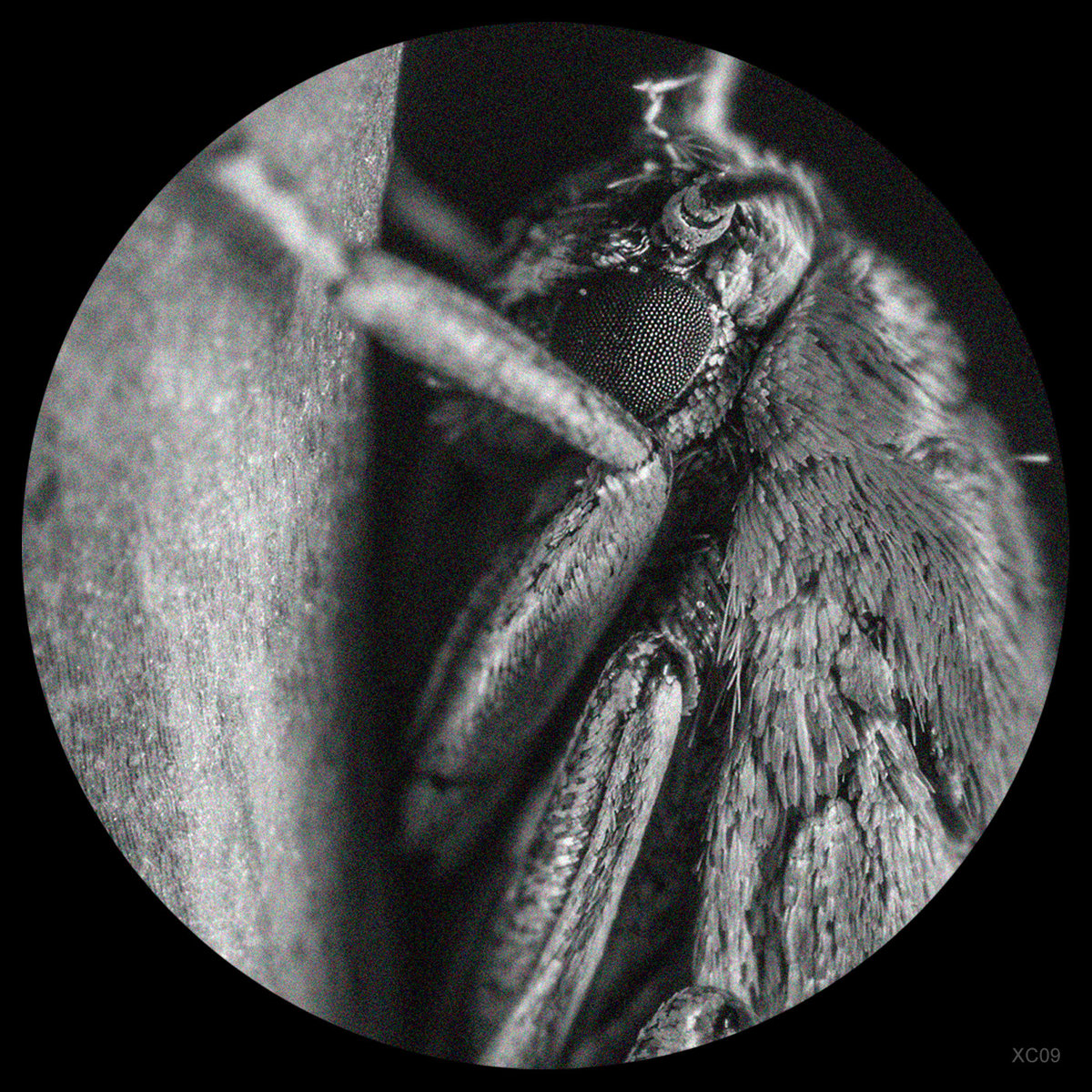 XC09 | Xelima Records