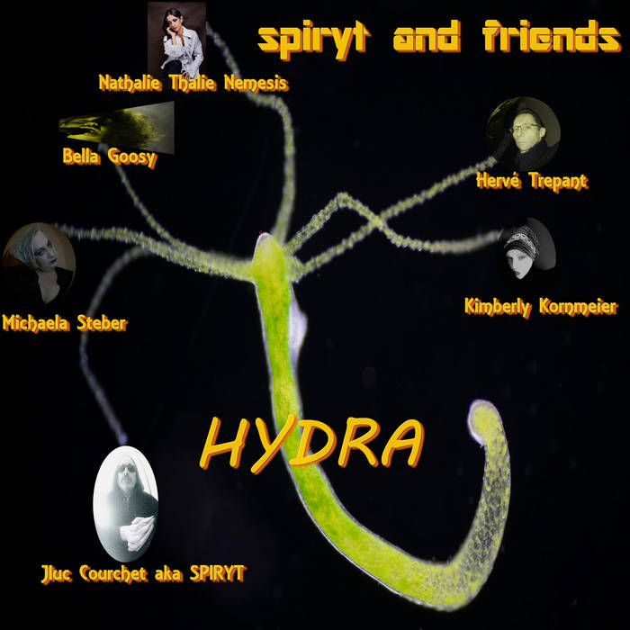 Hydra Life Cycle Model Organism: Hydra (Hydra Vulgaris) | College Of