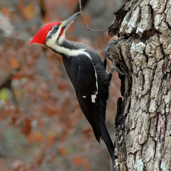 WOODPECKER THE REAL SIDNEY EDIT | LIFE OF SURPRISES