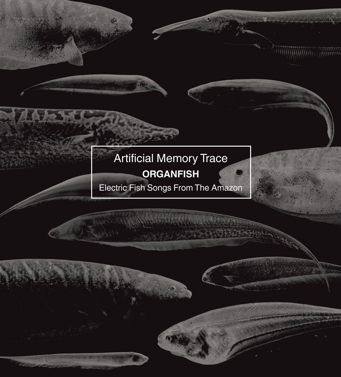 Organfish - Electric Fish Songs From The Amazon | Artificial Memory Trace