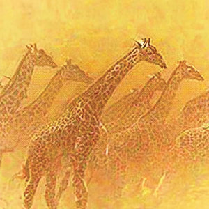 Giraffes cover