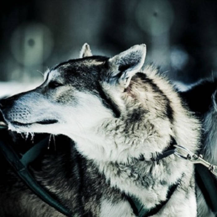 Major Lazer Pon De Floor Beas Remix Beas