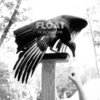 Monochrome Vulture Cover Art