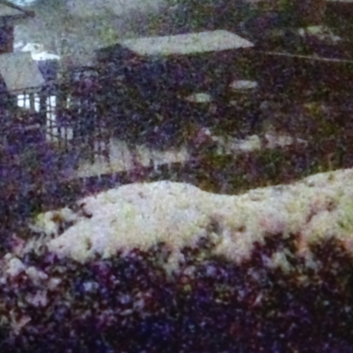 little grows. | Cameron Ralston