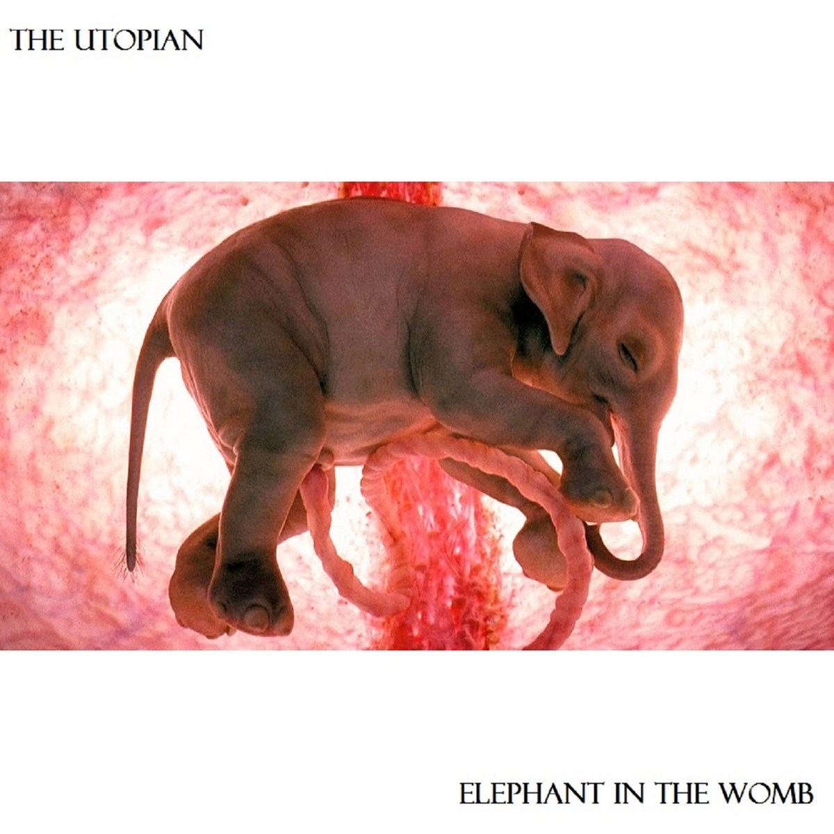 Elephant in the Womb | The Utopian | Earthwalker Recordings