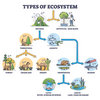 Ecosystem version C