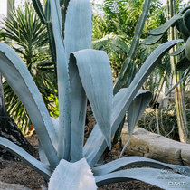 We have to live cover art