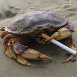 SOUR CREAM - Full Crab