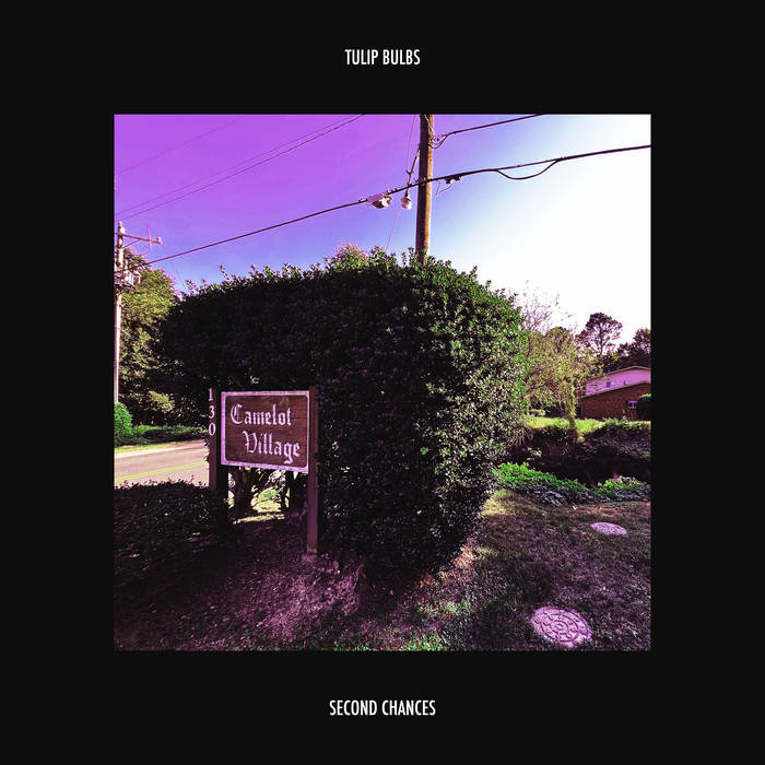 Second Chances Tulip Bulbs