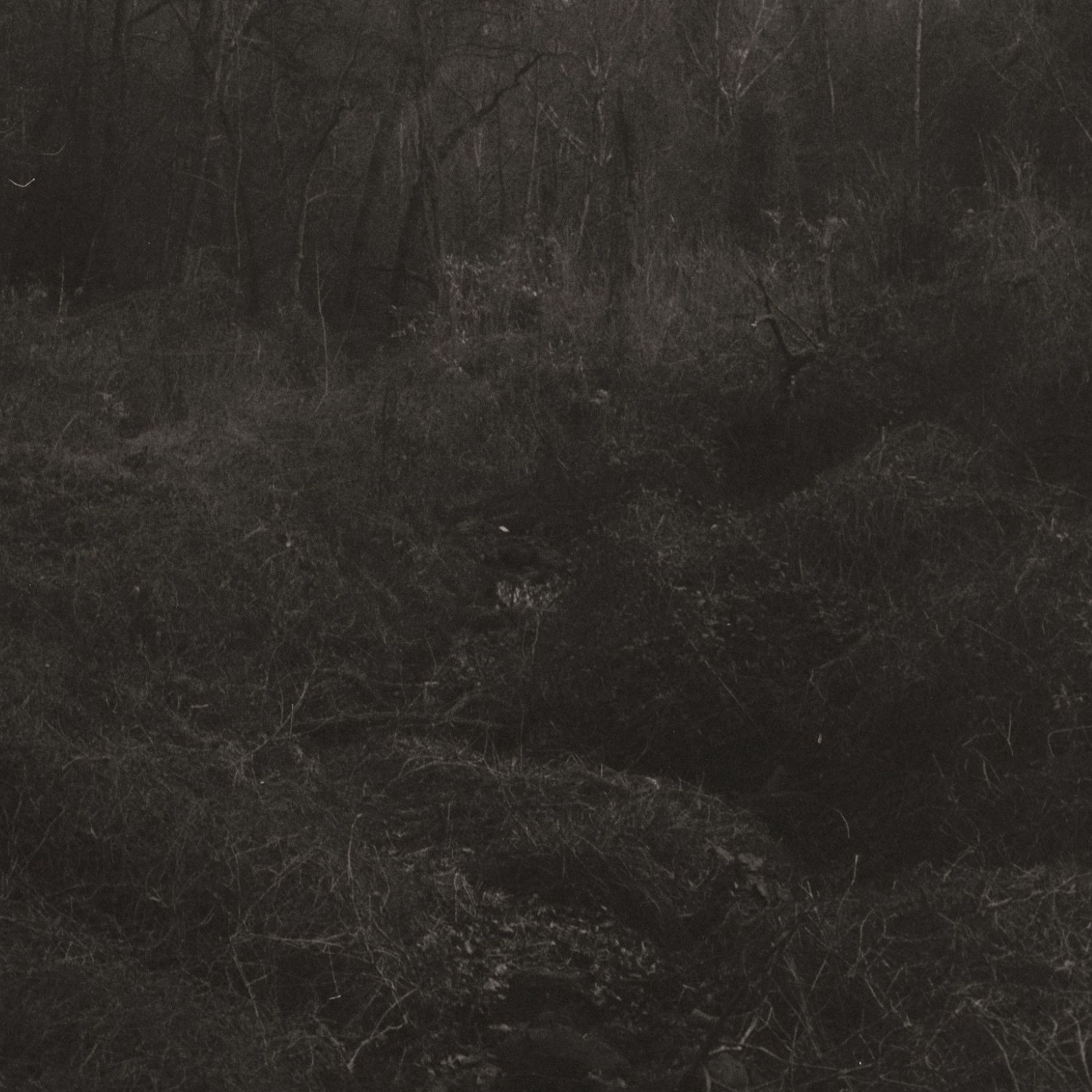 Lesley Mok — transient