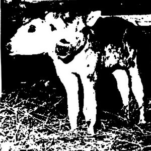 Calf cover