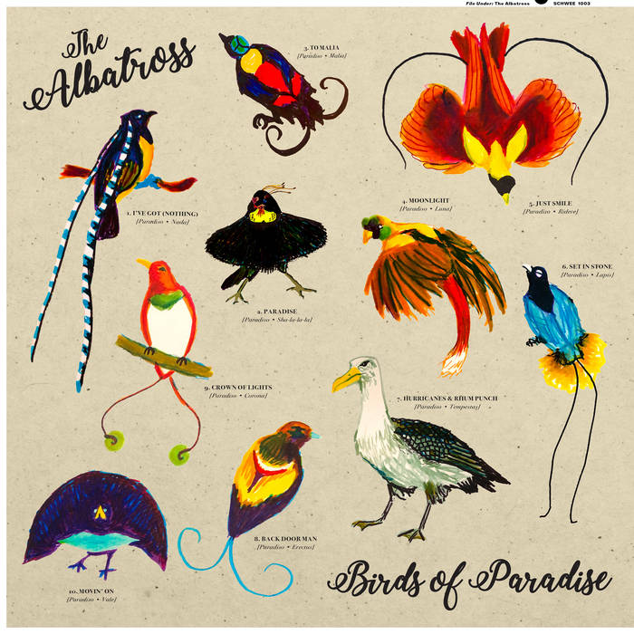 Birds of Paradise | The Albatross