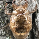 bibittes dans l'traîneau - exuvie