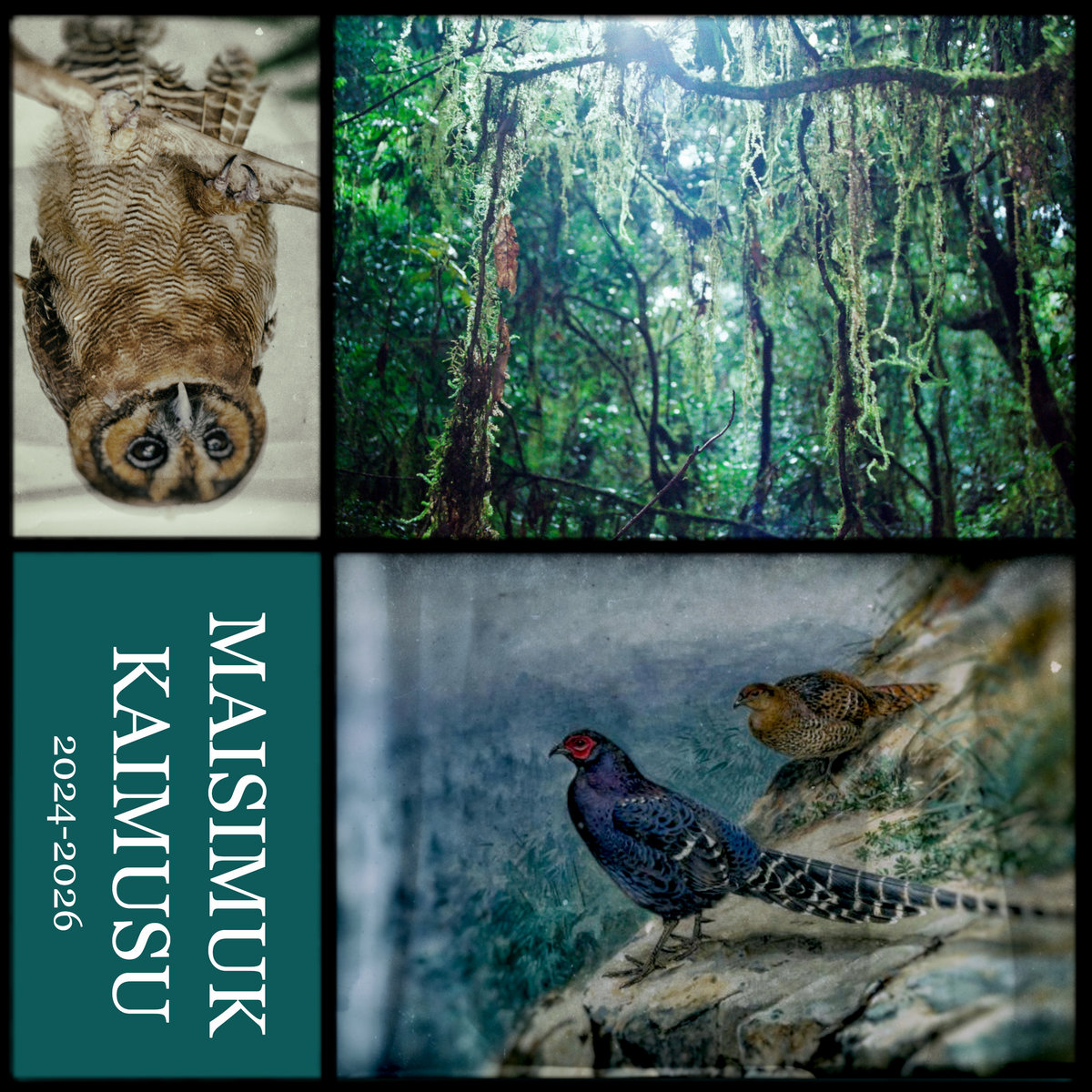 MAISIMUK & KAIMUSU (listening practice 聆聽練習 2024-2026) by Yannick Dauby 澎葉生